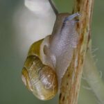 Cepaea hortensis