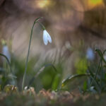 Galanthus nivalis