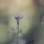 Allium ursinum